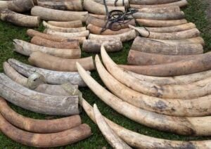 Zambian govt provides update on Thailand seizure of 446 elephant tusks, says probe ongoing