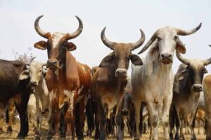Police arrest 13 suspects in Western Province over stolen cattle